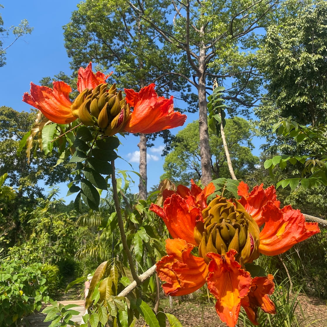 Des fleurs et plantes à observer au Angkor Botanical Garden