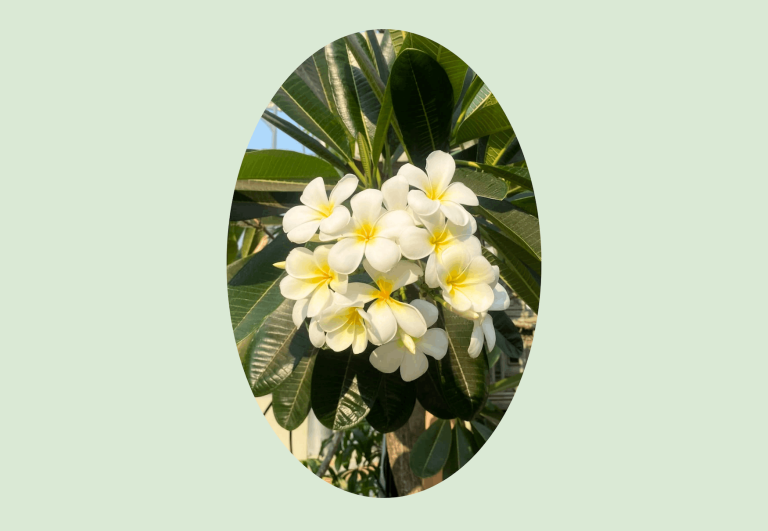 Fleurs de frangipanier au centre ville de Siem Reap