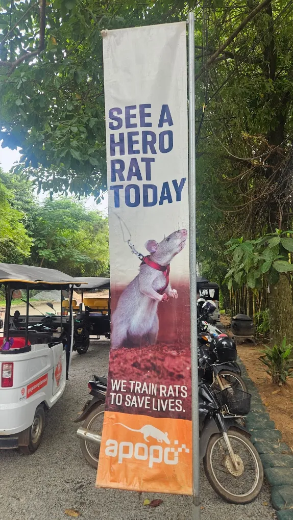 Les HeroRats du centre APOPO à Siem Reap